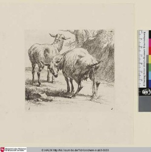 [Pissendes Schaf, von hinten gesehen; The Set of the Sheep, 5; Une brébis qui pisse [...]]