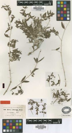 Rubia albicaulis Boiss. var. Boiss. tomentella[isotype]