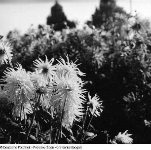 Internationale Gartenbau-Ausstellung (IGA)