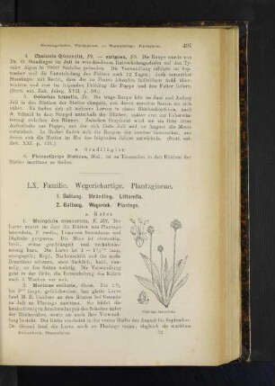 2. Gattung. Wegerich. Plantago.