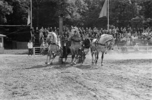 Reiterspiele in Markkleeberg. Galloppierendes Dreiergespann
