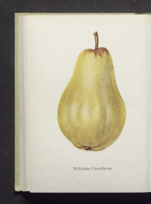 Williams Christbirne