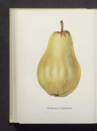 Williams Christbirne
