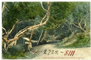 Santa Clara County, Cal. Path at Congress Springs