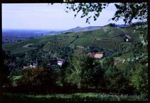 Oberkirch: Weinberg unterhalb der Schauenburg