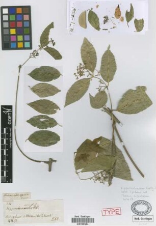 Hippocratea verrucosa Griseb., nom. illeg. [syntype]