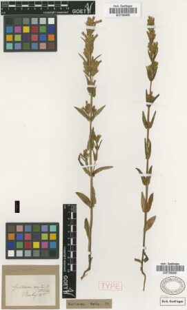 Gentiana acuta Michx. var. stricta Griseb.[type]