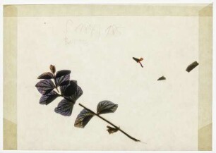 [Beil. 79]