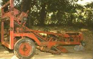 Fotografie: Gartenbautechnik-Freiland, Möhren, Radies, Sellerie, Zwiebel