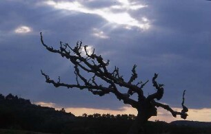 Avignon - Baumsilhouette : Baumsilhouette am Fluß Rhône, aufgenommen ca. 2001