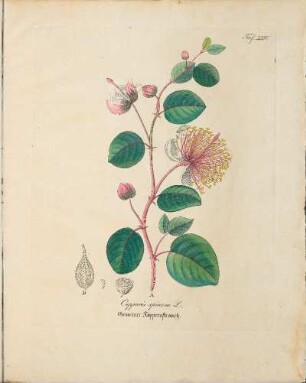 Taf. XXIV. Capparis spinosa L.