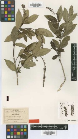 Citharexylum pringlei Greenm. [isotype]