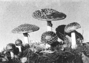 Fliegenpilze - Amanita muscaria