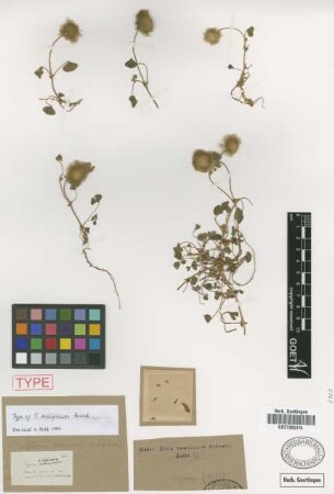 Trifolium radiosum Wahlenb.