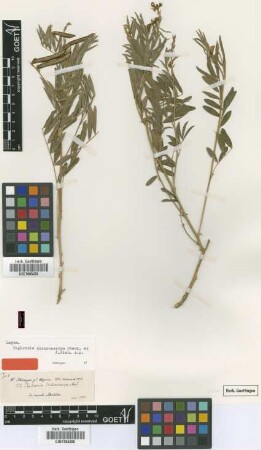Tephrosia dichroocarpa Steud. ex A.Rich. p.p. [type]
