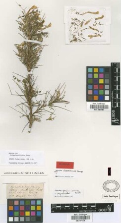 Astragalus daltonianus Bunge [isotype]