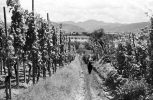Tunsel: Blick auf Tunsel; durch die Weinberge auf den Belchen