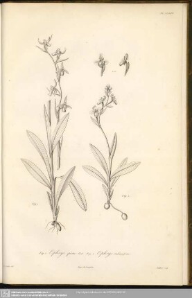 Fig. 1. Ophrys picta, Link. Fig. 2. Ophrys tabanifera