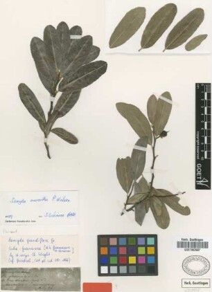 Samyda grandiflora Griseb. [type]