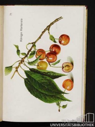 71. Königin Hortensie.