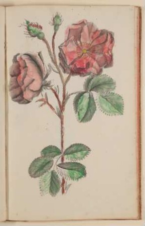Rose [aus einem Skizzenbuch der Marianne Franziska Seiffert von Klettenberg]