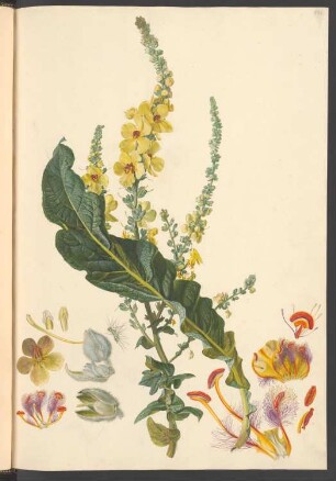 Verbascum pyramidatum, Blatt 531