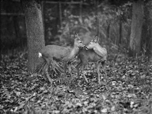 Zwei Rehe