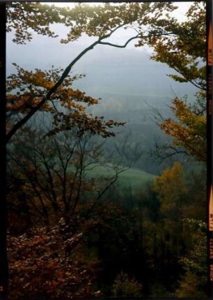 Zastler: durch herbstliche Laubbäume ins Zastlertal