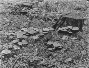 Butter-Rüblinge : Butter- oder Kastanienrote Rüblinge (Rhodocollybia butyracea Bulliard).