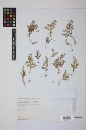 Selaginella novae-hollandiae (Sw.) Spring
