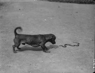 Dachshund "Puck" mit einer Schlingnatter : Ein Kurzhaar-Dackel namens Namen Puck steht einer Schlingnatter (Coronella austriaca Laurenti) gegenüber.