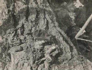 Mopsfledermaus (Barbastella barbastellus SCHREB.) an alter Weide