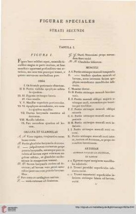 Figurae speciales strati secundi