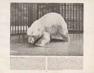 Lauernder Eisbär