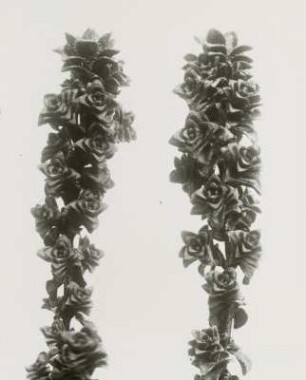 Blütenstand der Pflanze Gegenblättriger Steinbrech (Saxifraga oppositfolia)