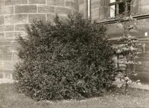 Gewöhnlicher Buchsbaum (Buxus sempervirens), auch nur Buchsbaum oder Buchs