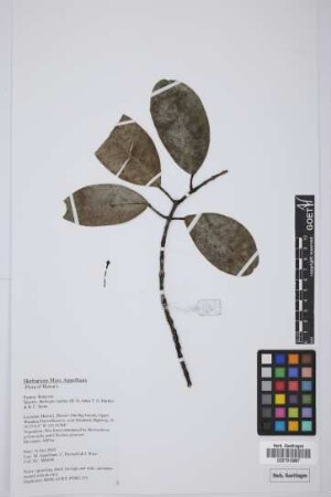 Melicope radiata (St. John) T.G. Hartley & B.C. Stone