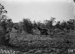 Zerbras und Wasserböcke : Rechts eine Herde Zebras, im Vordergrund Wasserböcke im Krüger-Nationalpark.