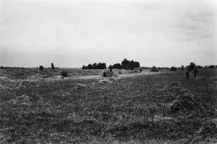 Ernte : Männer ernten ein Feld mit Futtermitteln.