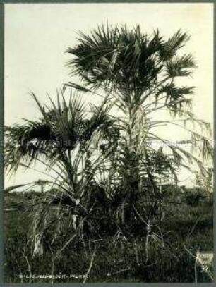 Wilde Dum-Palme