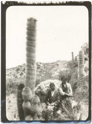 Felsenbusch mit Cereus Pasacana auf der Isla de Panza