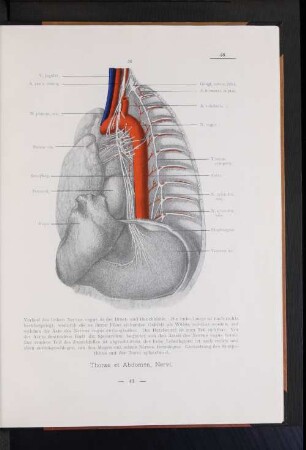 Thorax et Abdomen, Nervi.