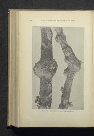 Fig. 101. Citrus knot on lime twigs from Java