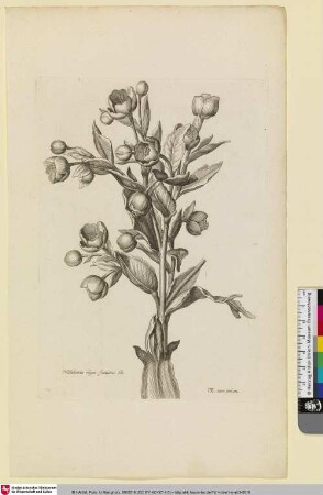 Helleborus niger foetidus B.
