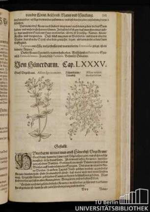 Cap. LXXXV. Von Huenerdarm.