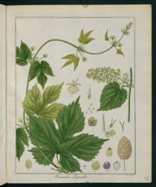 43r, Humulus Lupulus
