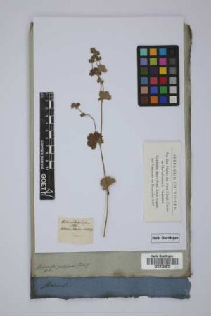 Alchemilla pubescens Bieberst.