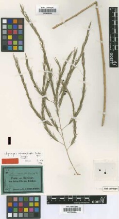 Asparagus schweinfurthii Baker [isotype]
