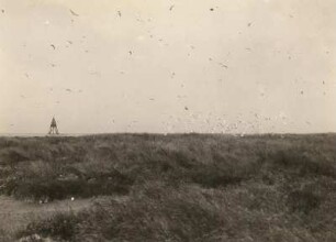 Brandseeschwalbe (Sterna sandvicensis, Syn.:Thalasseus sandvicensis), Flug über Brutkolonie auf der Insel Mellum