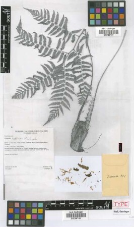 Cyathea bettinae Lehnert [isotype]